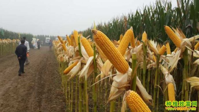 雷竞技raybet官方下载玉米的施肥技术玉米怎么施肥才能高产